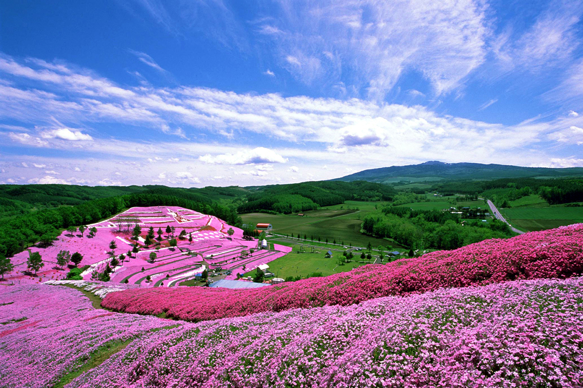 大空町「東藻琴芝桜公園」大規模改修計画　「町の宝」を未来につなぐプロジェクト